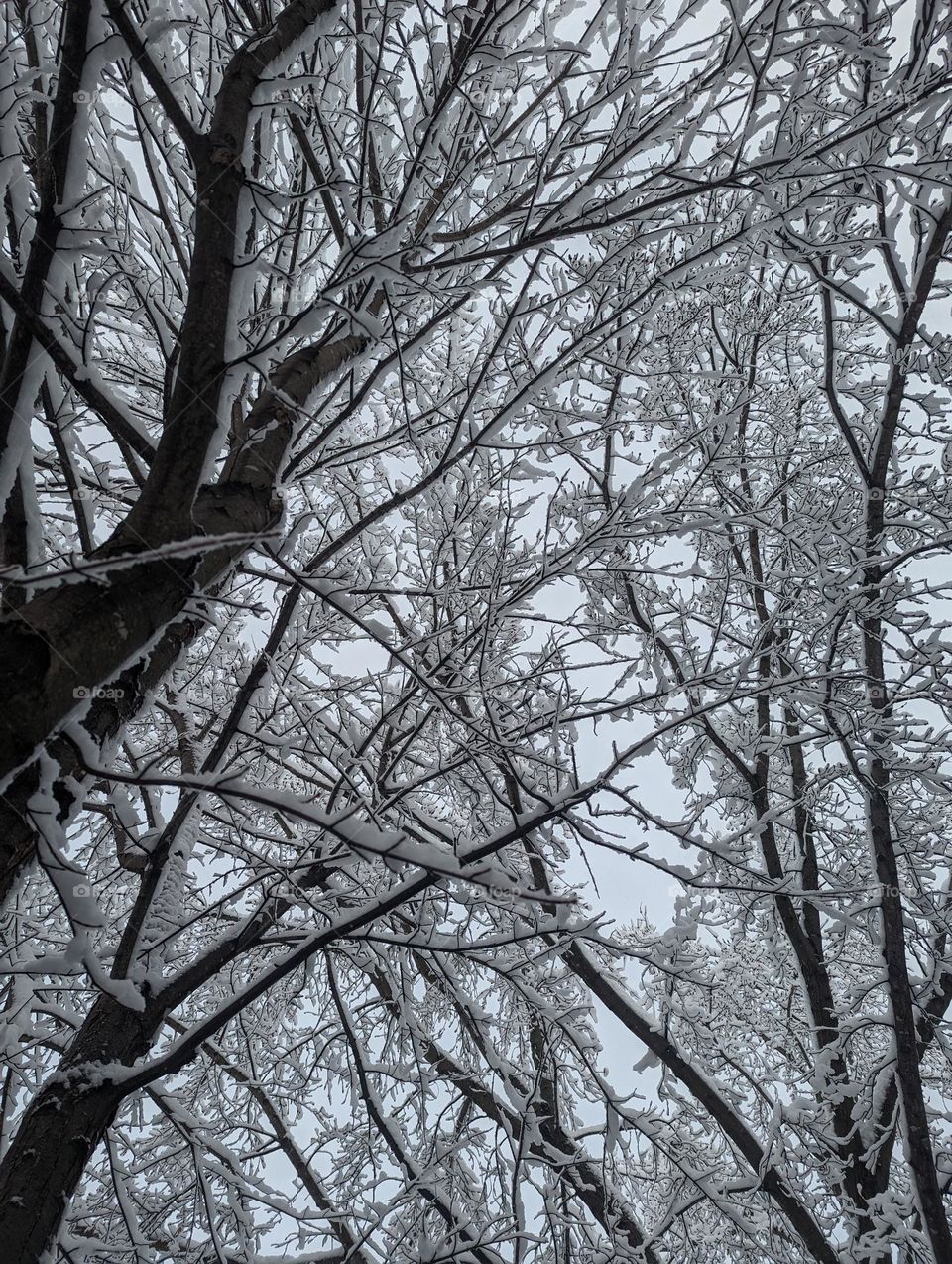 snowy trees