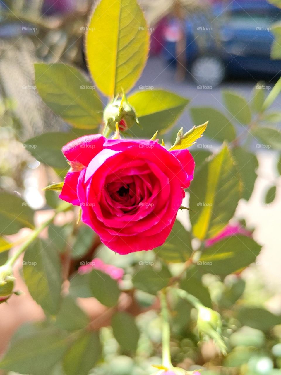 Lovely Rose, Beautiful Rose, Photography of Rose