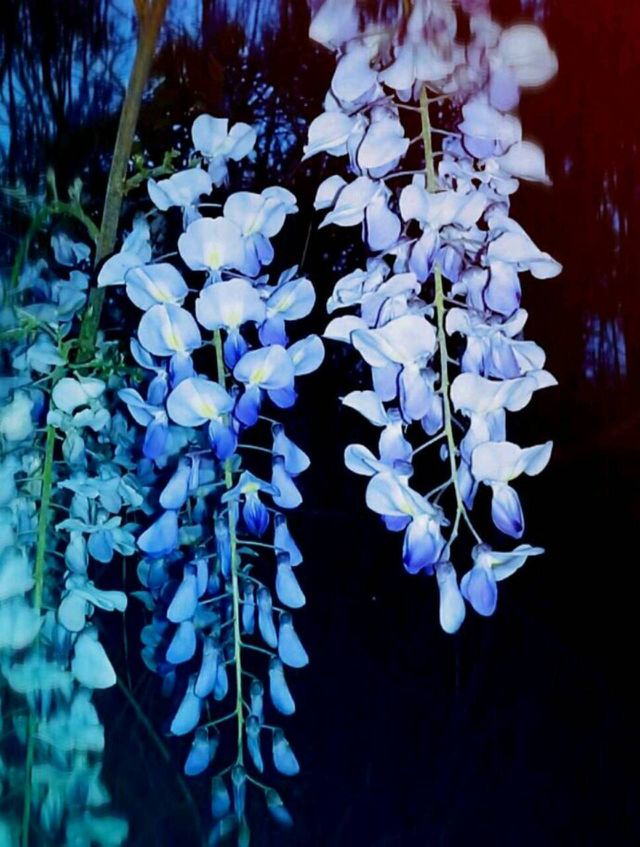 March flowers