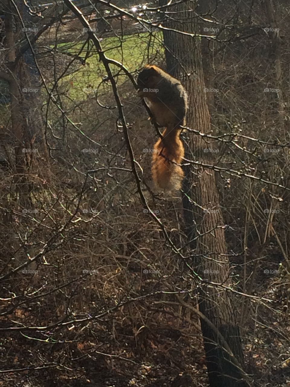 Squirrel in tree 