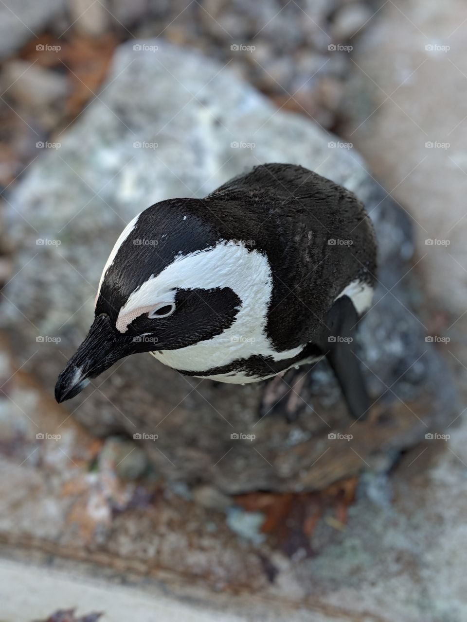 beautiful penguin