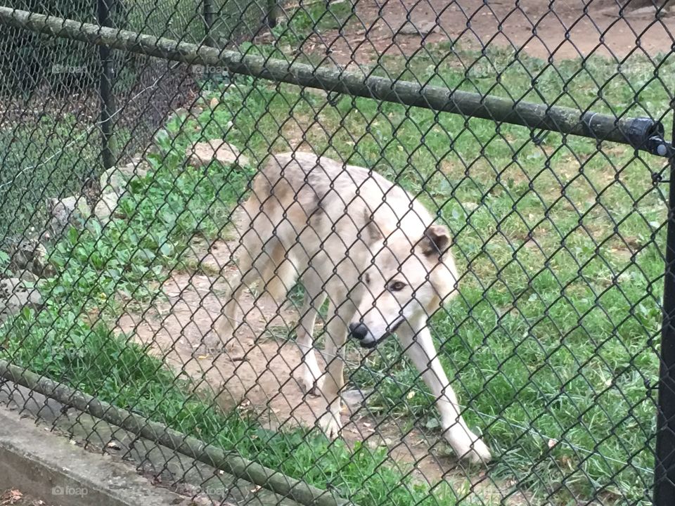 Nature, No Person, Outdoors, Zoo, Animal