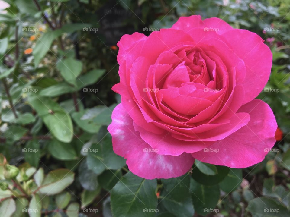 pink rose with close distance