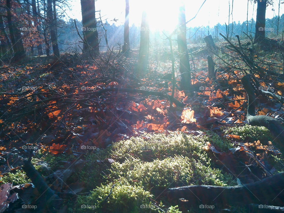 Late fall sun between the trees
