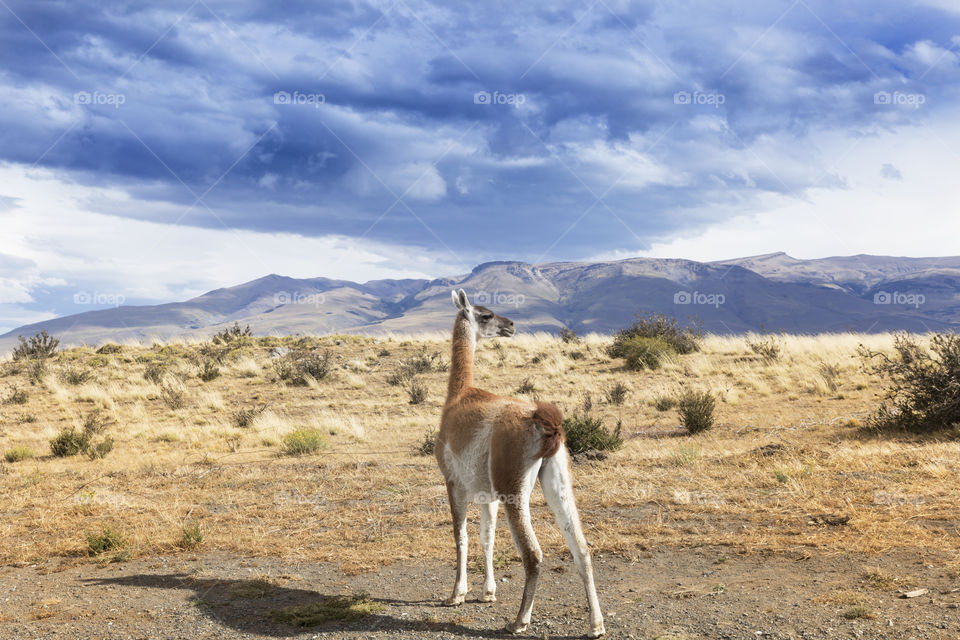 Beautiful Guanaco.