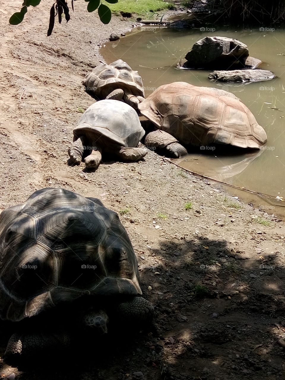 big turtles
