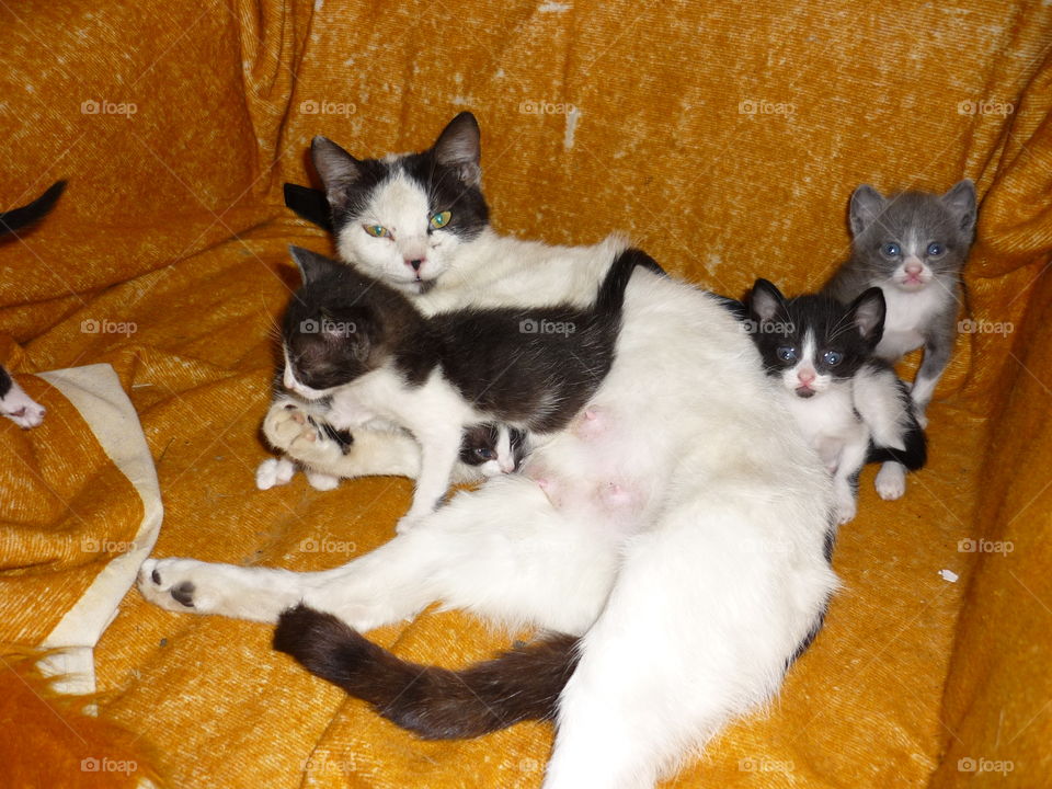 Cat with kittens