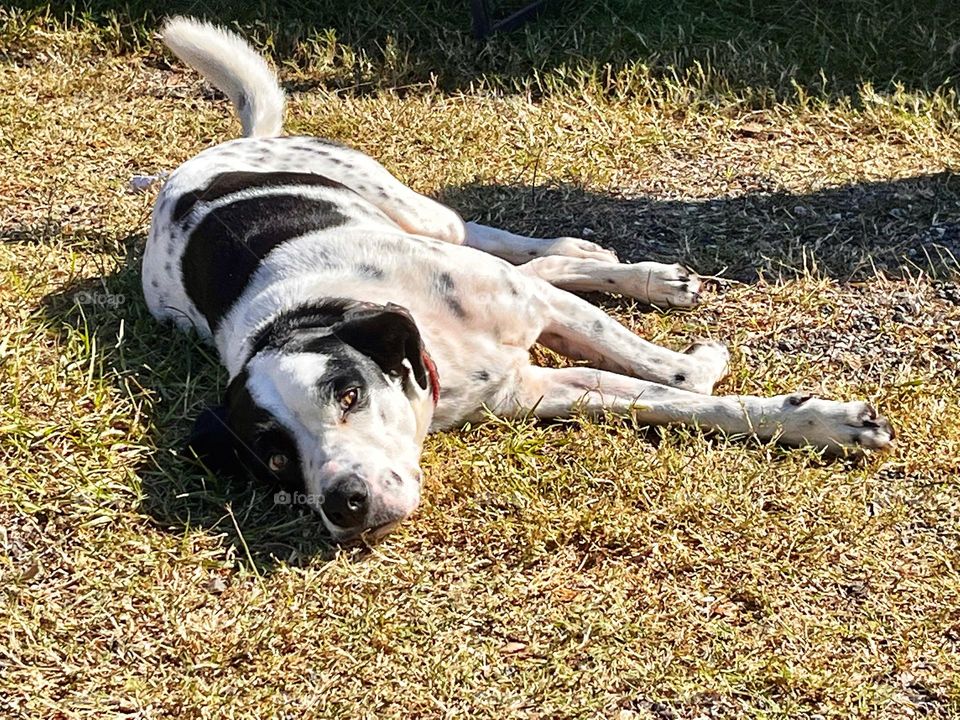 Black and white dog laying in the grass dunning itself 