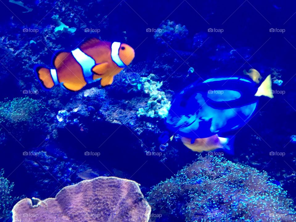 Finding Nemo