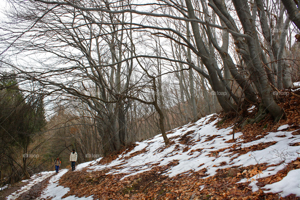 Trees in the forest, walking