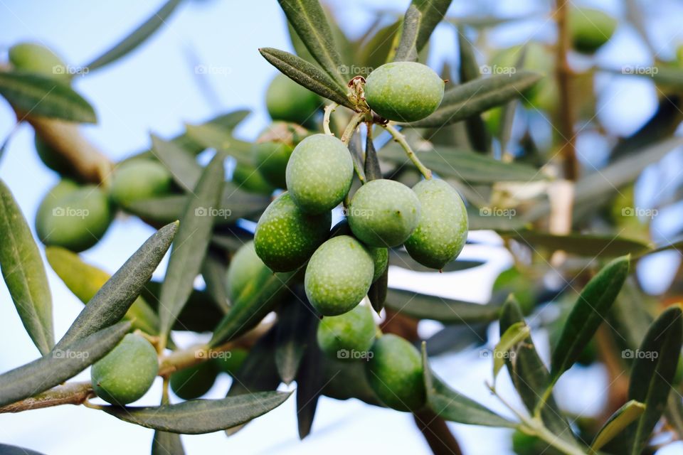 Olives 