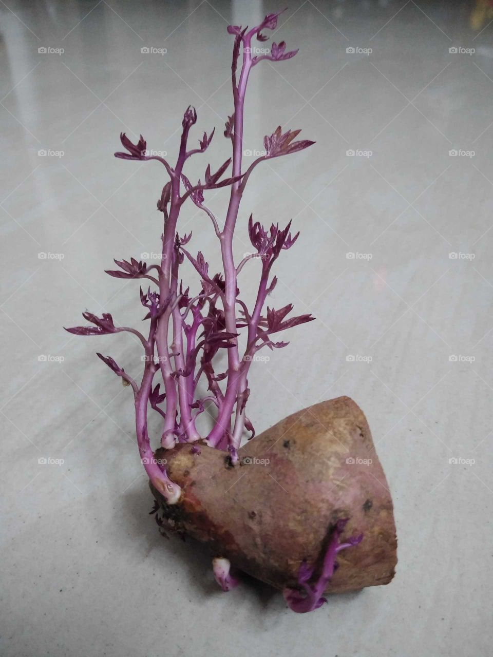 sprouting of the sweet potato