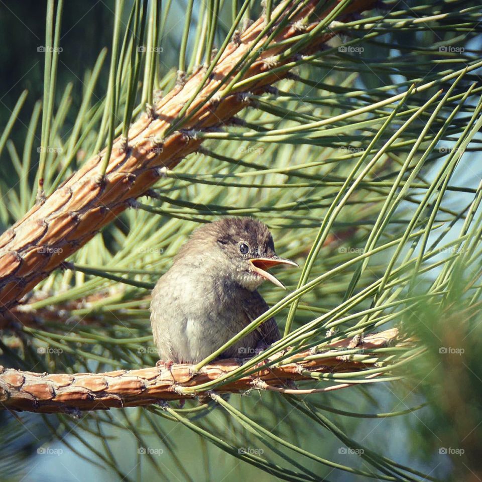 Juvenile bird in evergreen 
