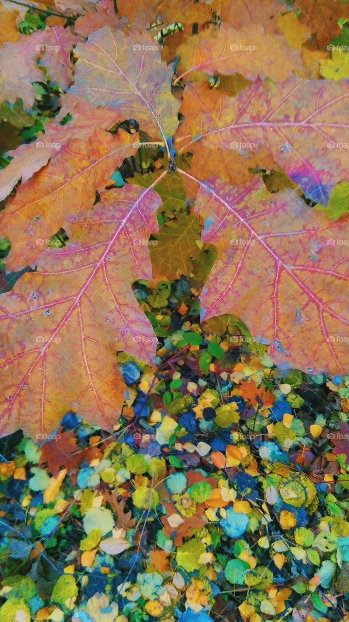 autumn colorful leaves