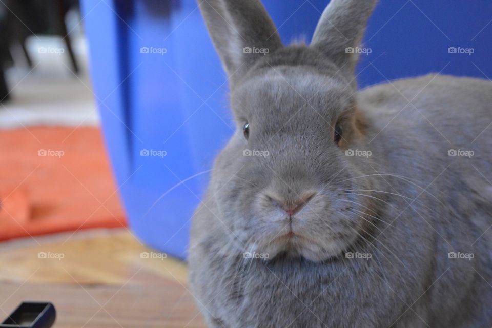 Ginger The grumpy Bunny
