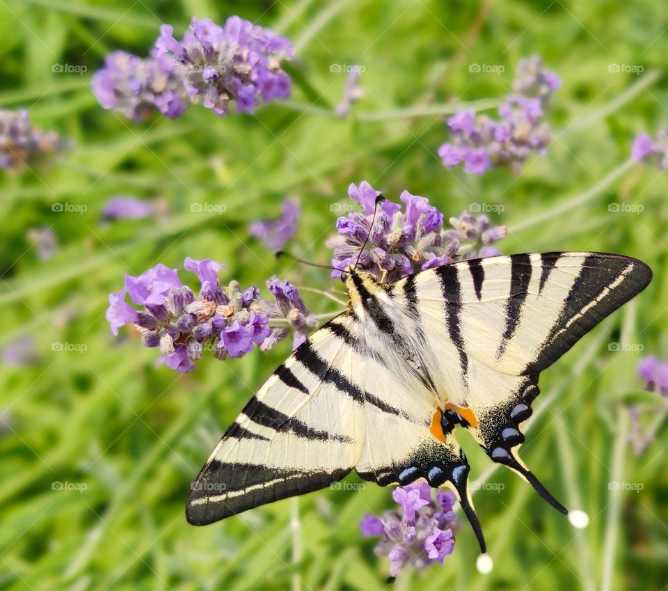 A beautiful butterfly in the lavender