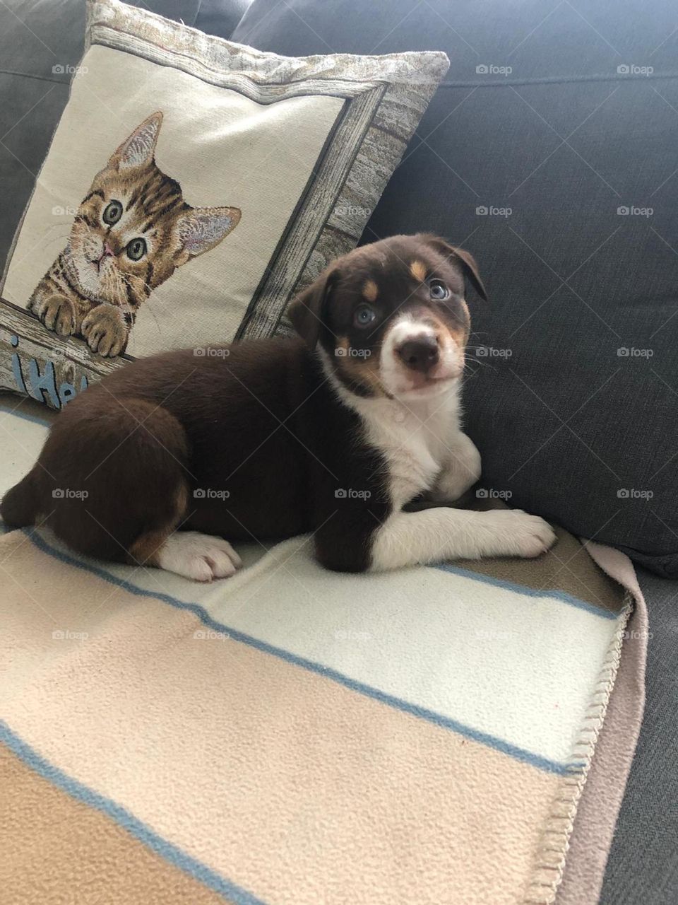 Puppy and cat cushion 