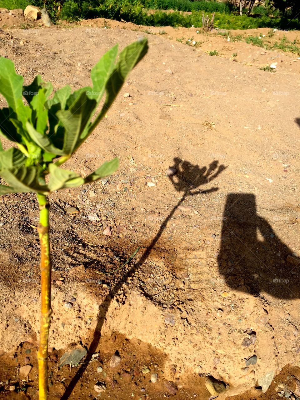 Shadow of plant 