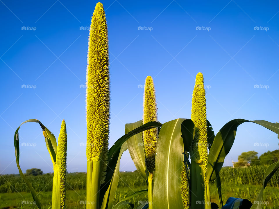 Millet Ears on blue background,Rajasthan India