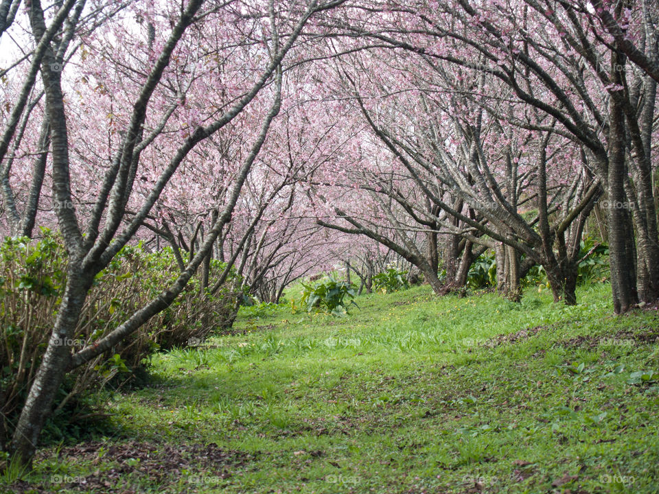 Cherry tree