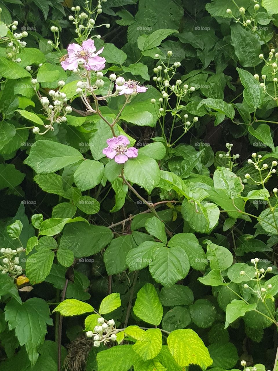 little purple flowers