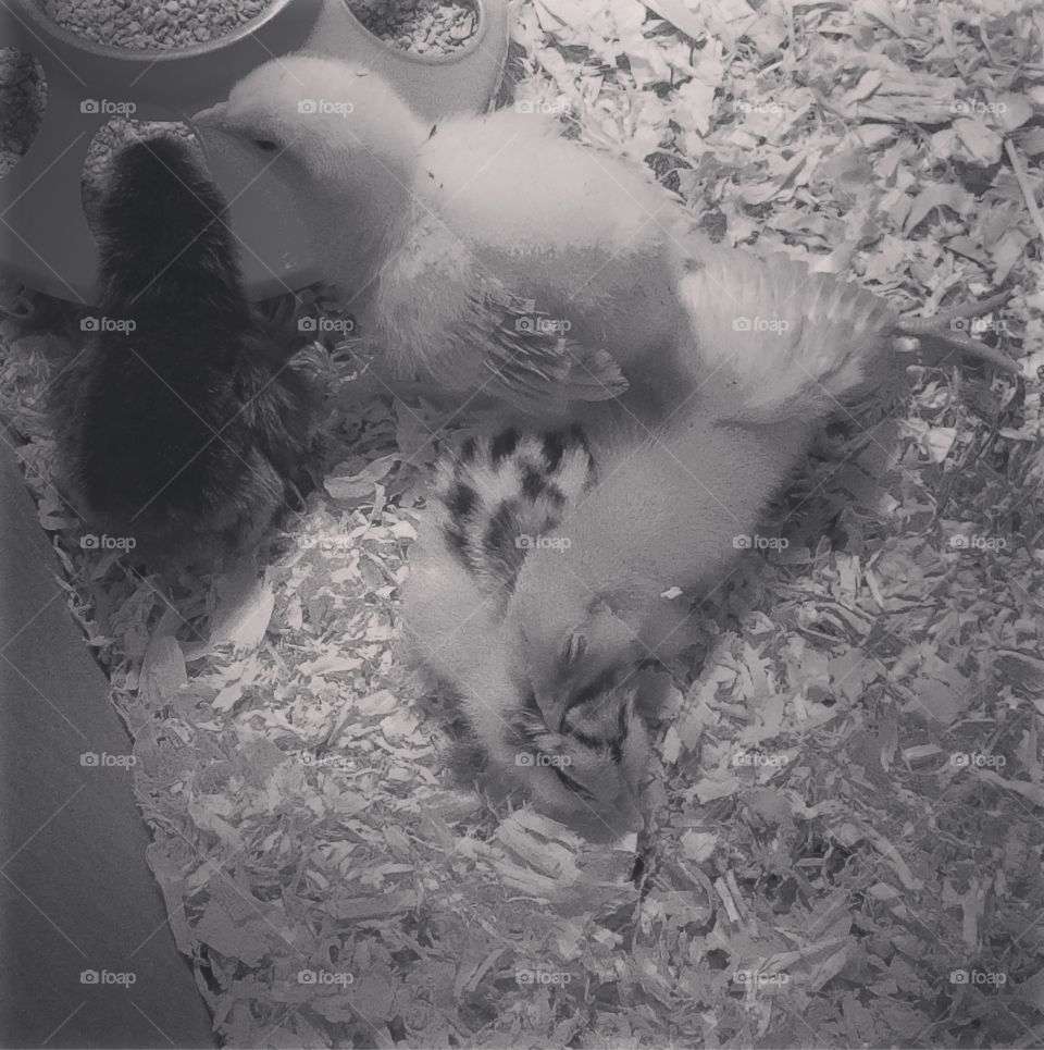 Black and white baby chickens