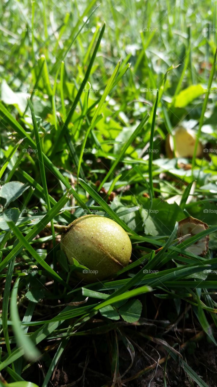 fallen but not forgoten