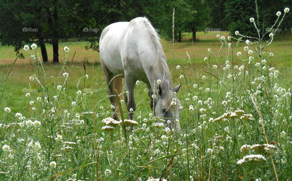 Grass, Hayfield, Nature, Field, Summer