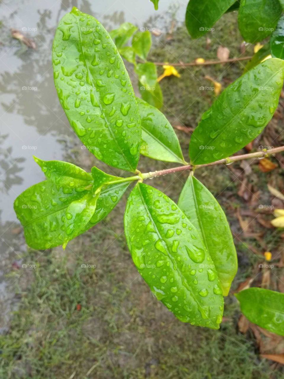 water drop of green leaves