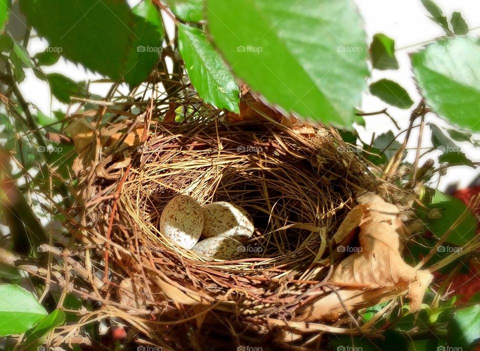 nest