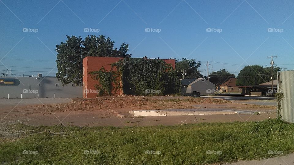 leafy business. This is a picture of an old scale house that a vine has taken over