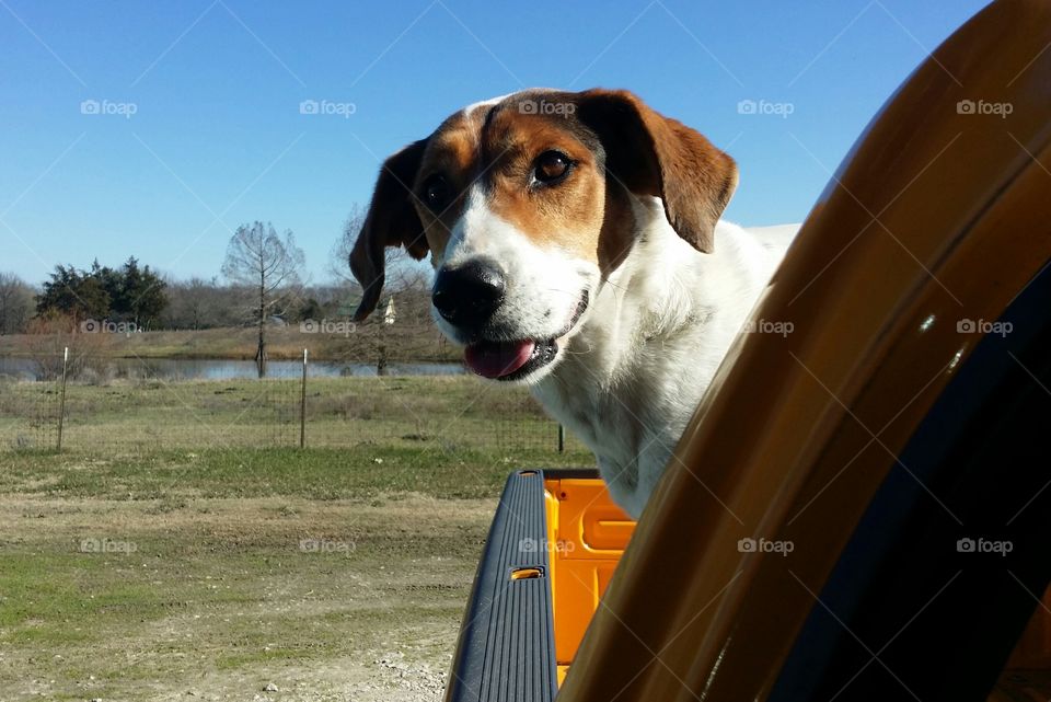 Hound in a Truck