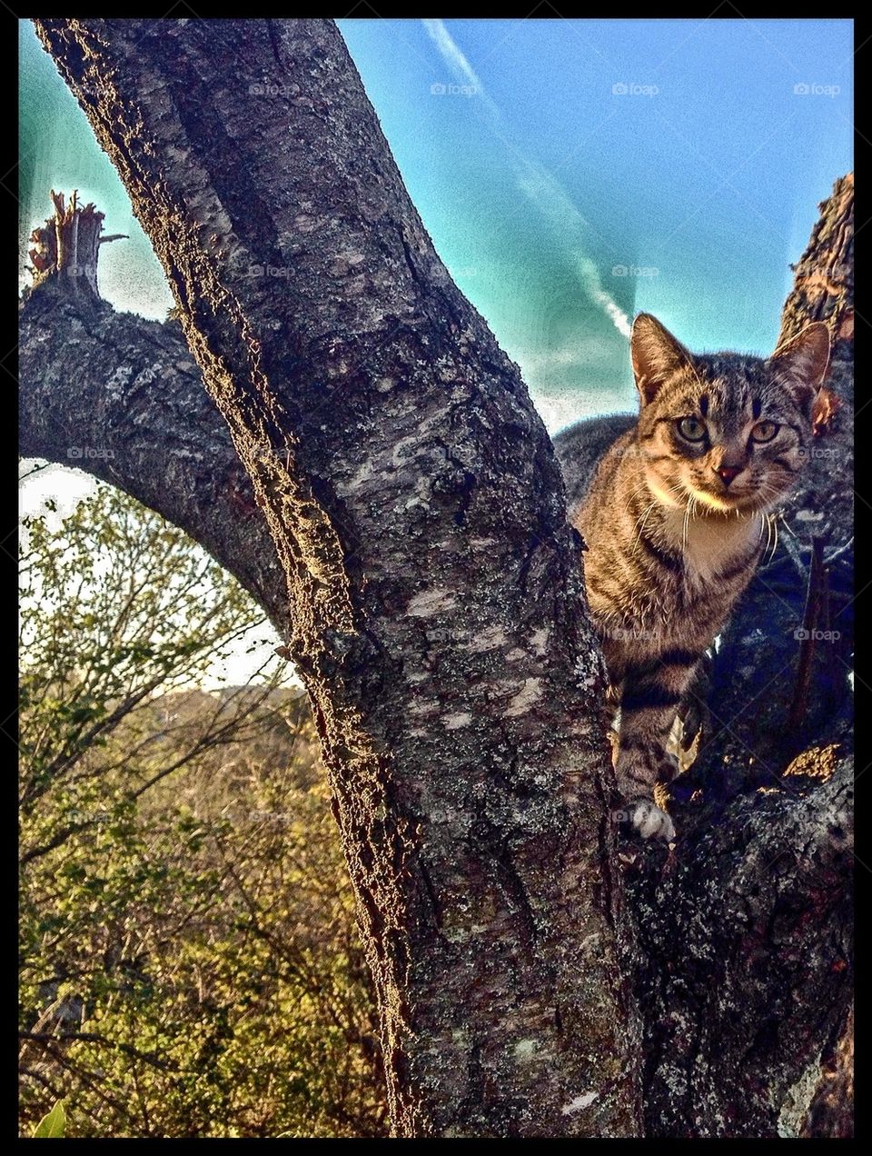 cat on tree