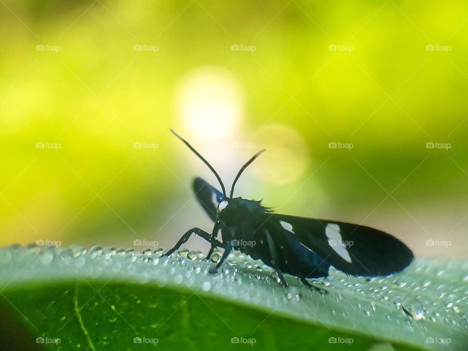 Black insects on the leaves.