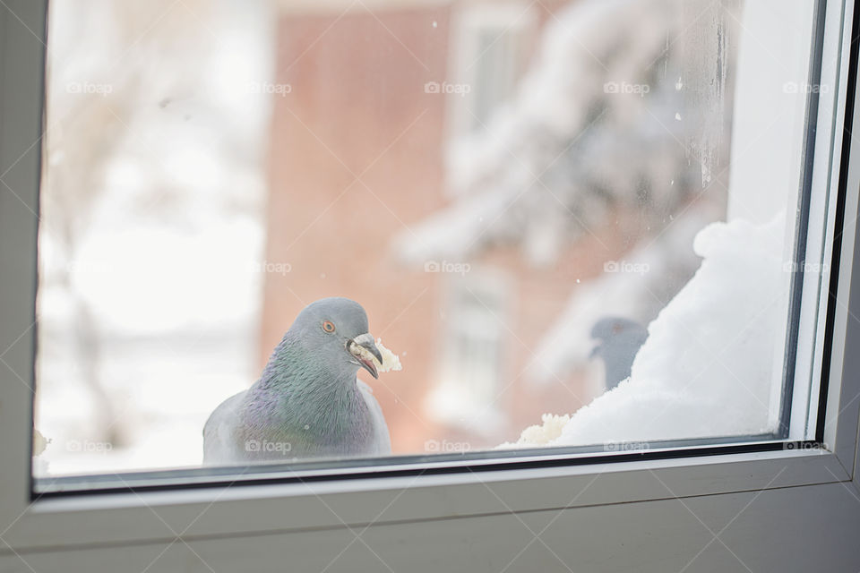 pigeons outside the window