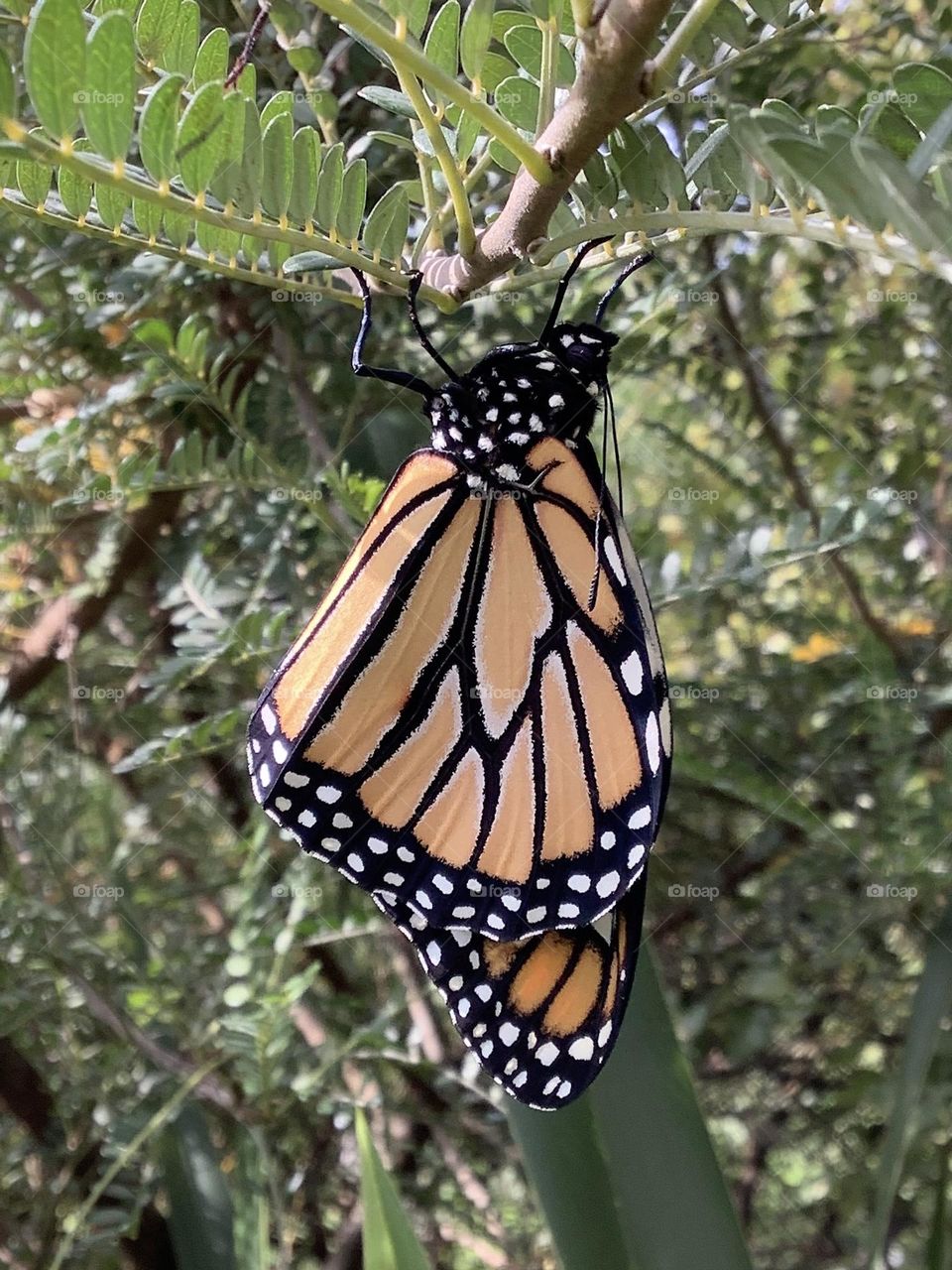 A new beginning, just hatched and almost ready to fly free