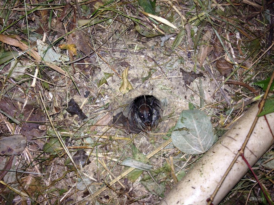 Soft craw craw dad in home. Soft craw craw dad peeking out of his hole