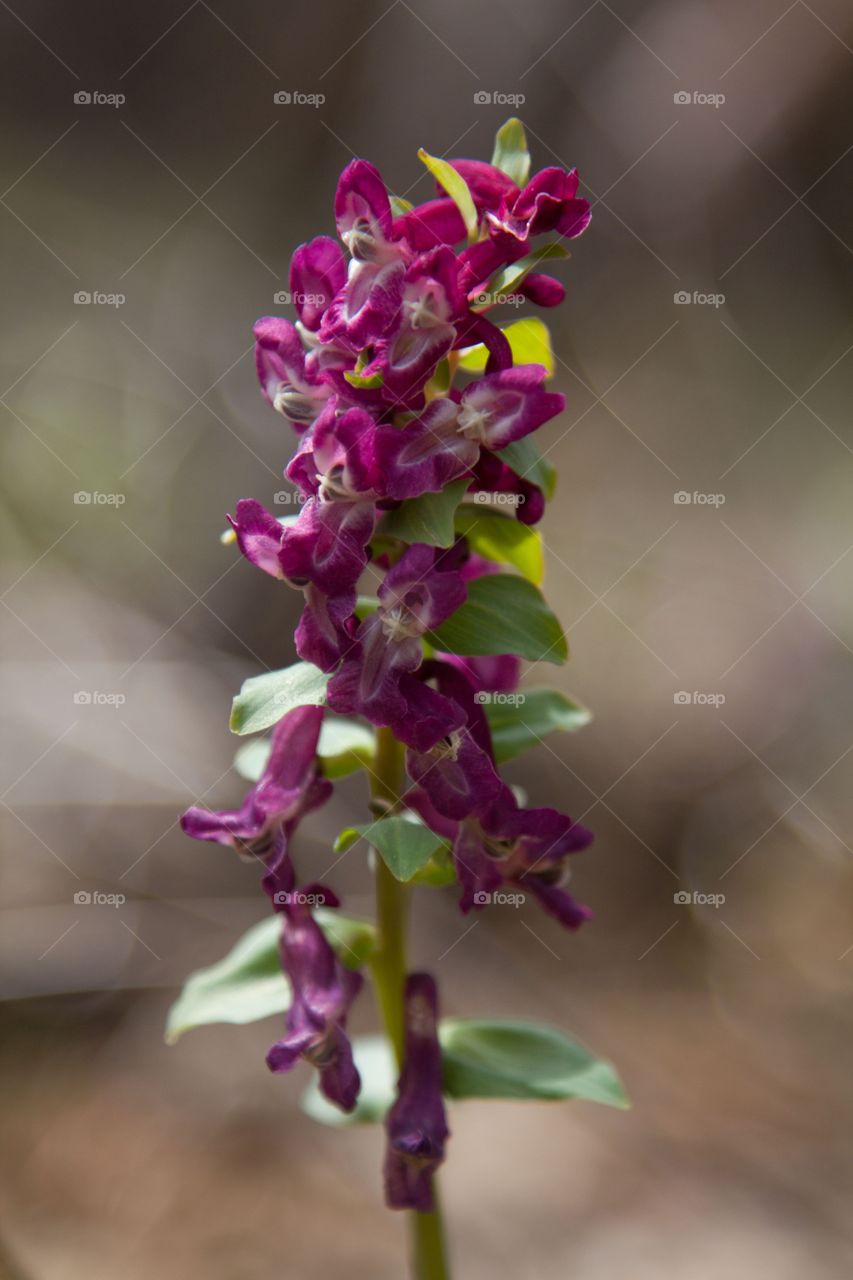 Early spring flower closeup