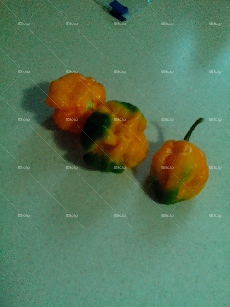 out of the garden..Scotch bonnet peppers