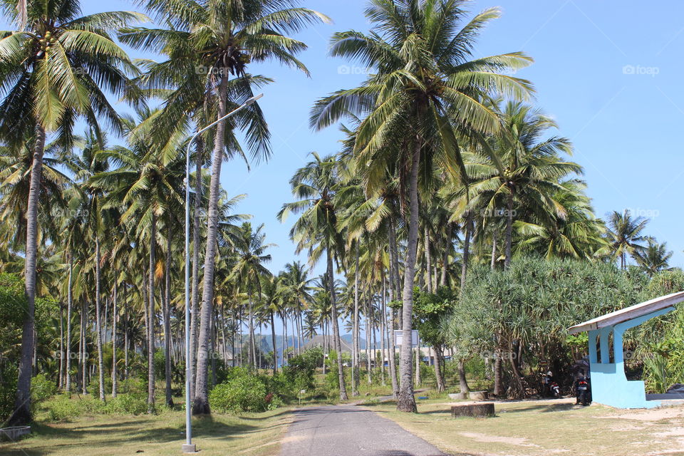 coconut tree