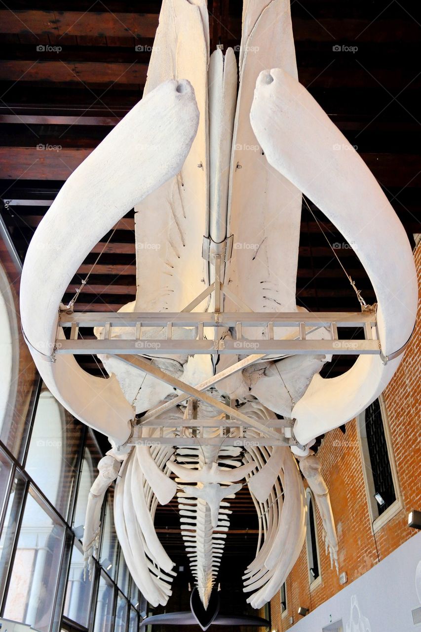 Whales skeleton