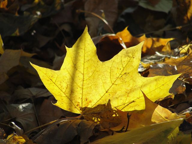 Yellow maple leaf lit by the sun