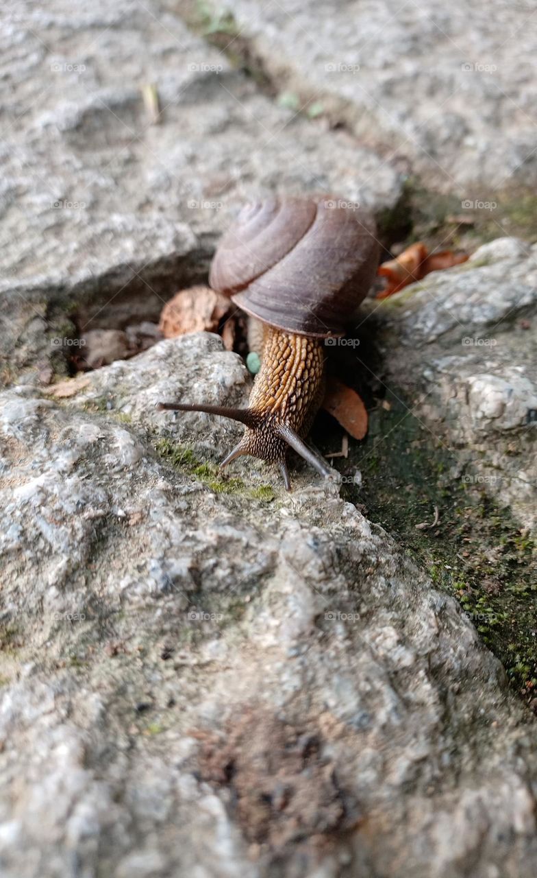 Huge snail crawling toward me.