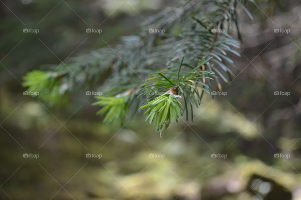 Pine tree bough in forest 