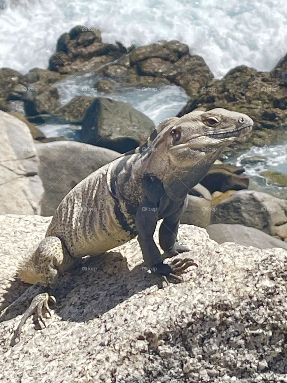 My Iguana Sunbathing