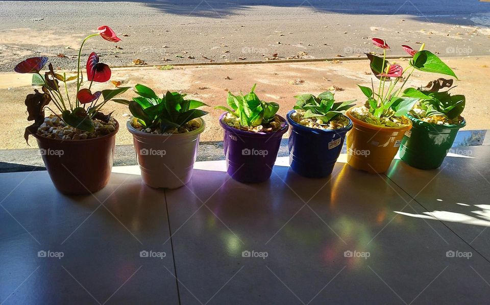 Little plants taking in the morning sun: mini red anthurium and mini sword of São Jorge!