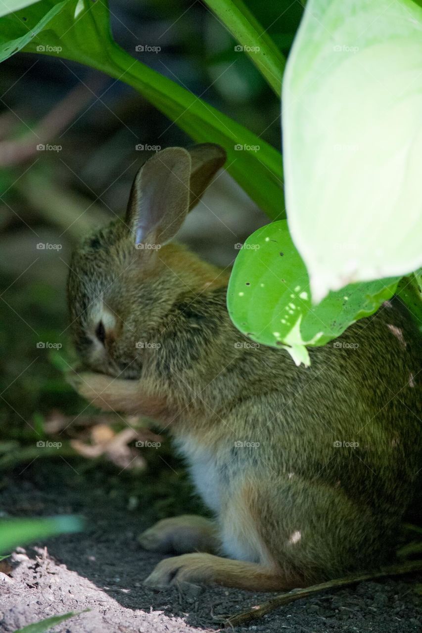 Bunny is washing his nose