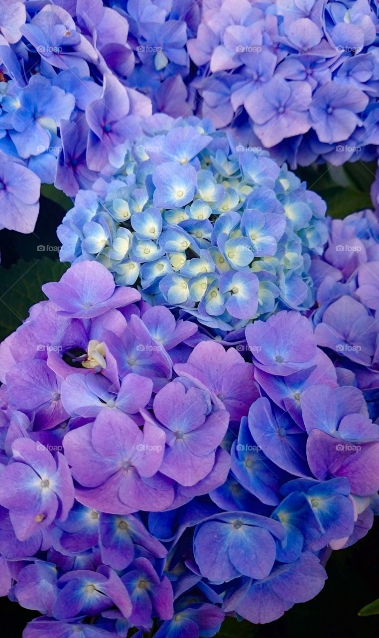 Blue hydrangea