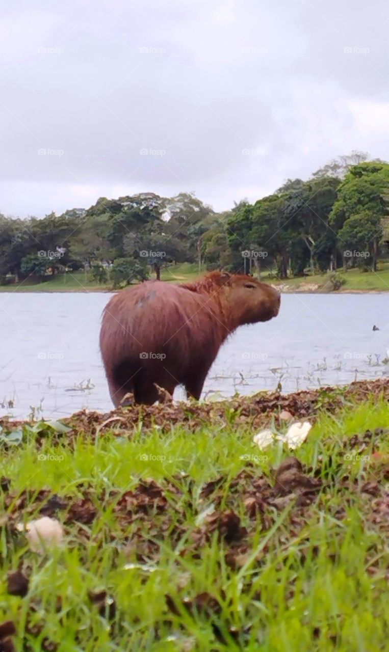 Capybara