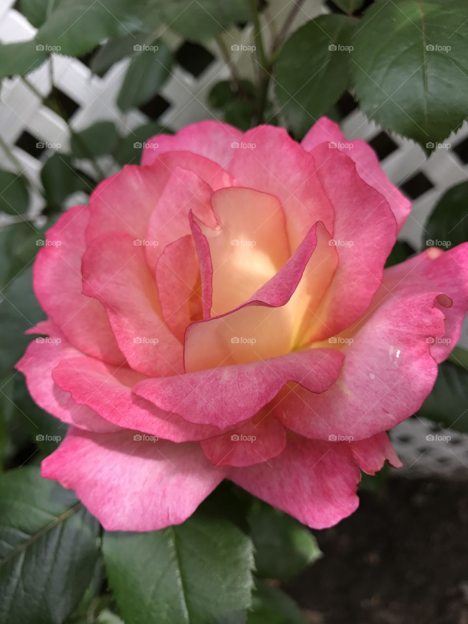 Sunlit pink rose in full bloom With a touch of yellow in the center 